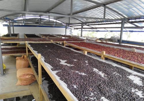 老挝丰沙里兴建首个咖啡加工厂 带动区域经济增长